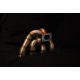 Vauxhall Z20LET LEH T2 Flange W/EWG Tubular Manifold